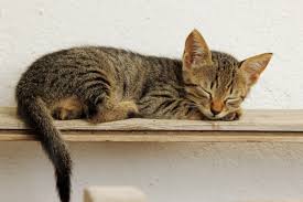 image de chat endormi